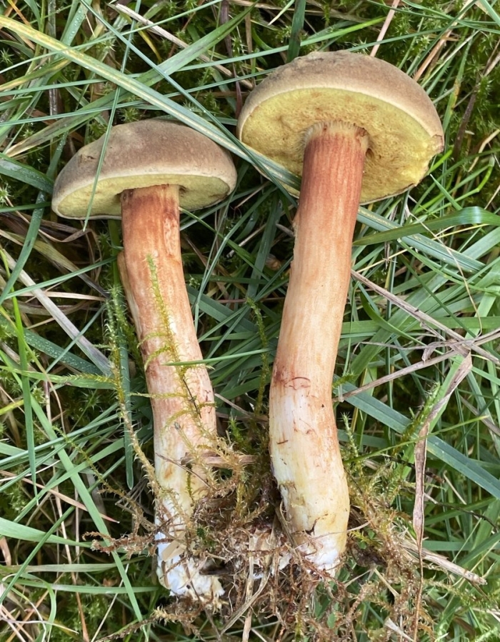 Гриб моховик пёстрый