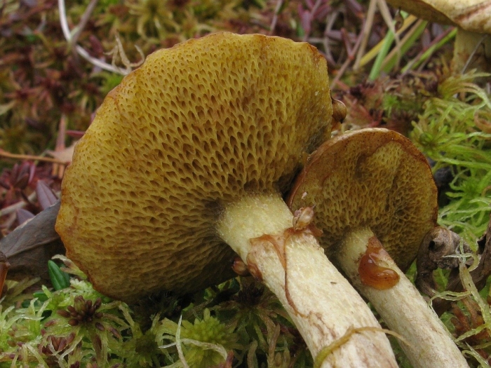 Моховик болотный