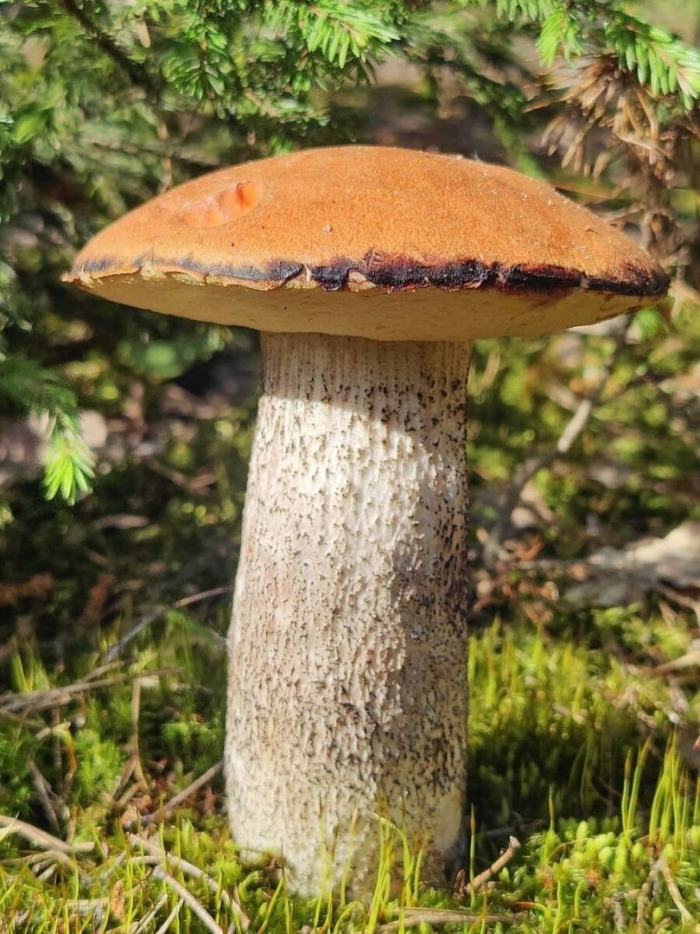 Грибы подосиновик