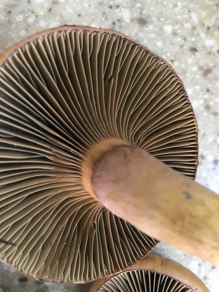 Паутинник гриб