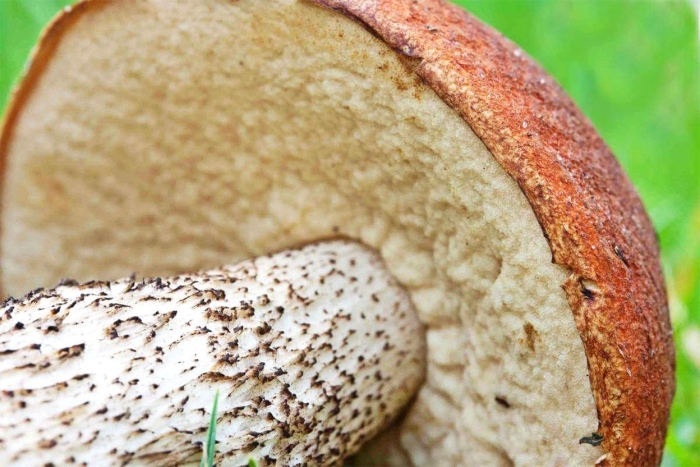 Подберезовик шляпка снизу