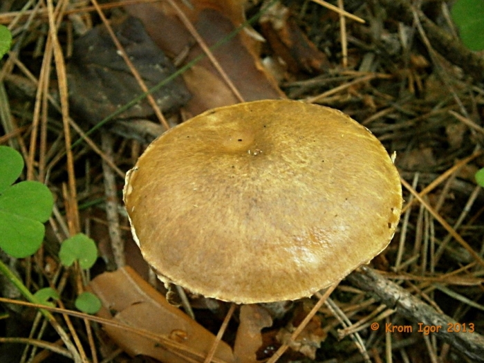 Масленок кислый