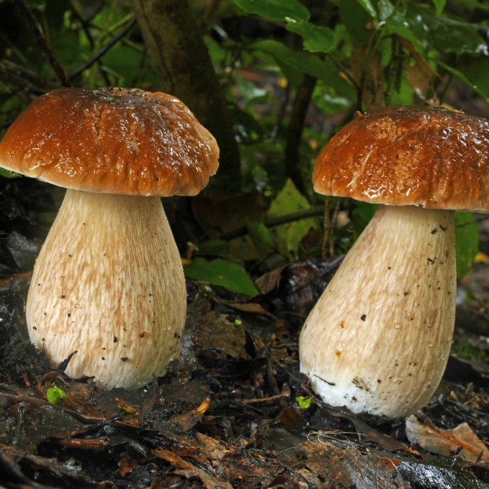 Грибы белый гриб