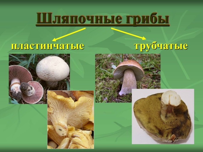 Шляпочные грибы трубчатые и пластинчатые