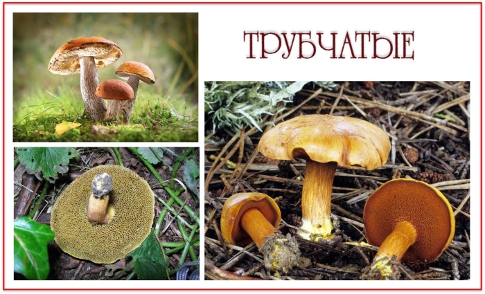 Грибы трубчатые