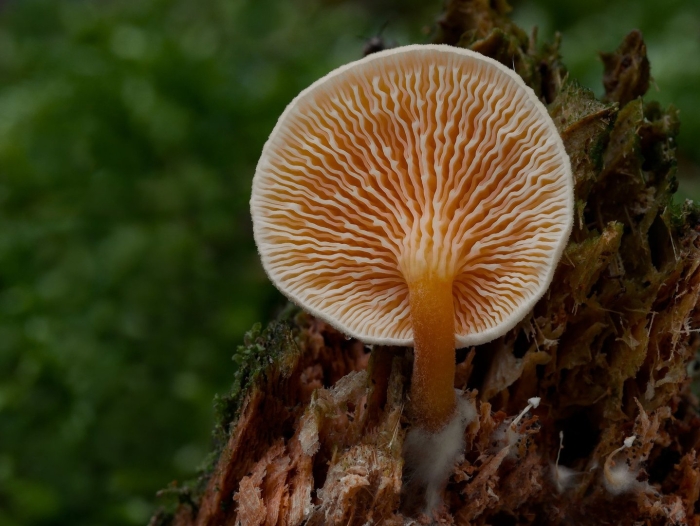 Hygrophoropsis aurantiaca