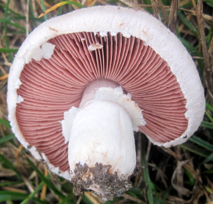 Шампиньон обыкновенный agaricus campestris