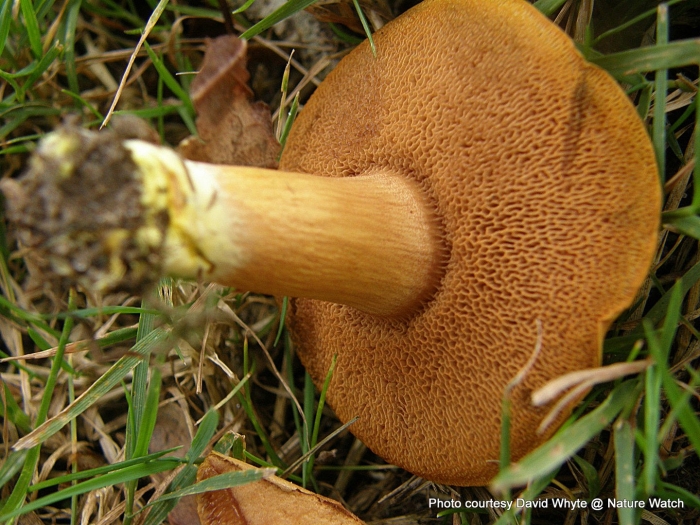 Моховик перечный гриб