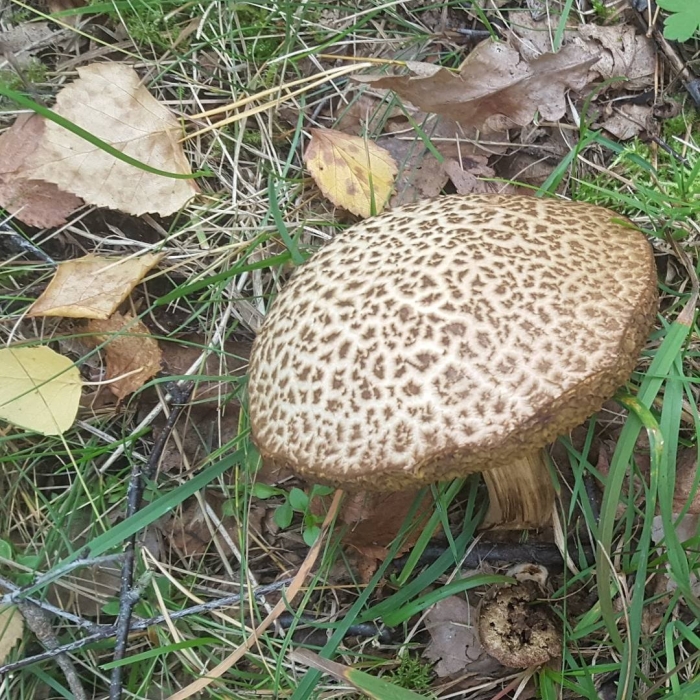 Моховик пестрый гриб