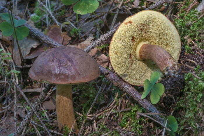 Моховик польский гриб