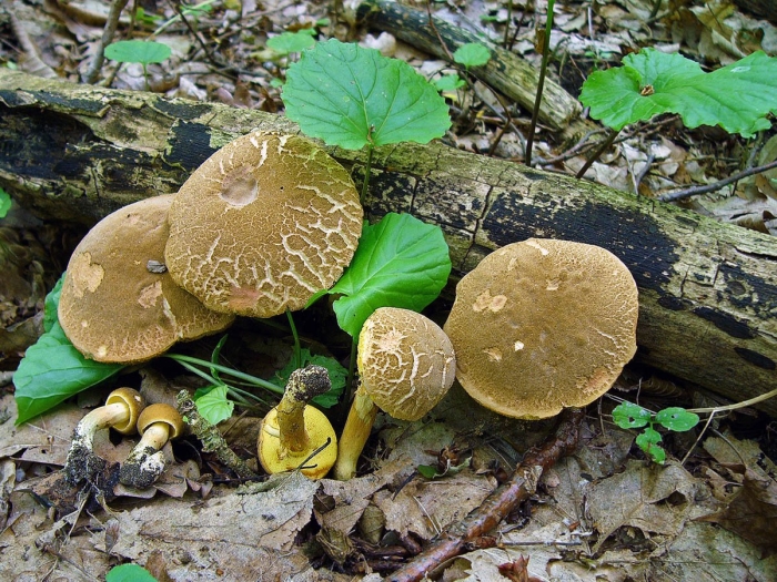 Моховик трещиноватый ложный