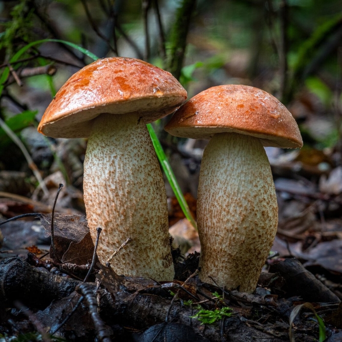 Подосиновик красноголовик