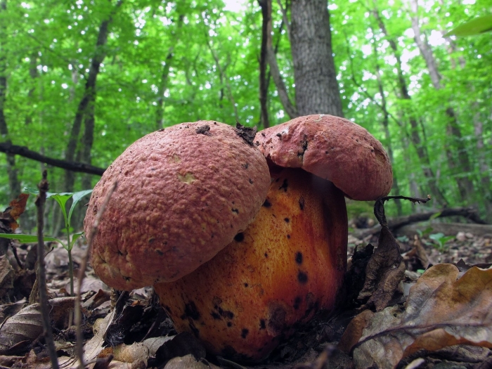 Трубчатые грибы