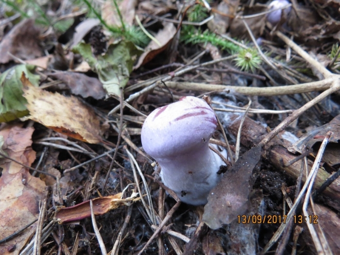 Подорешник сахалинский гриб