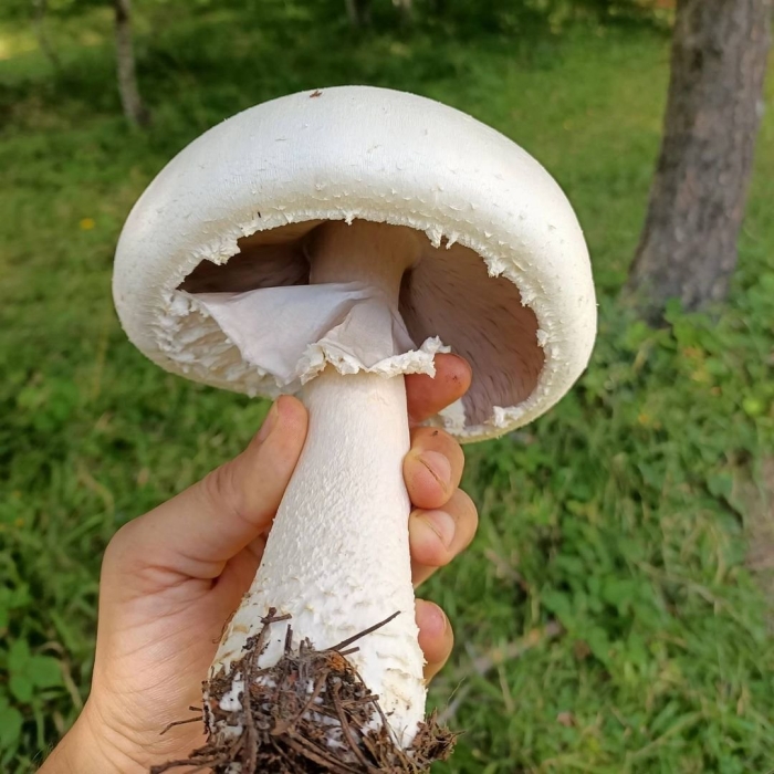 Шампиньон обыкновенный agaricus campestris