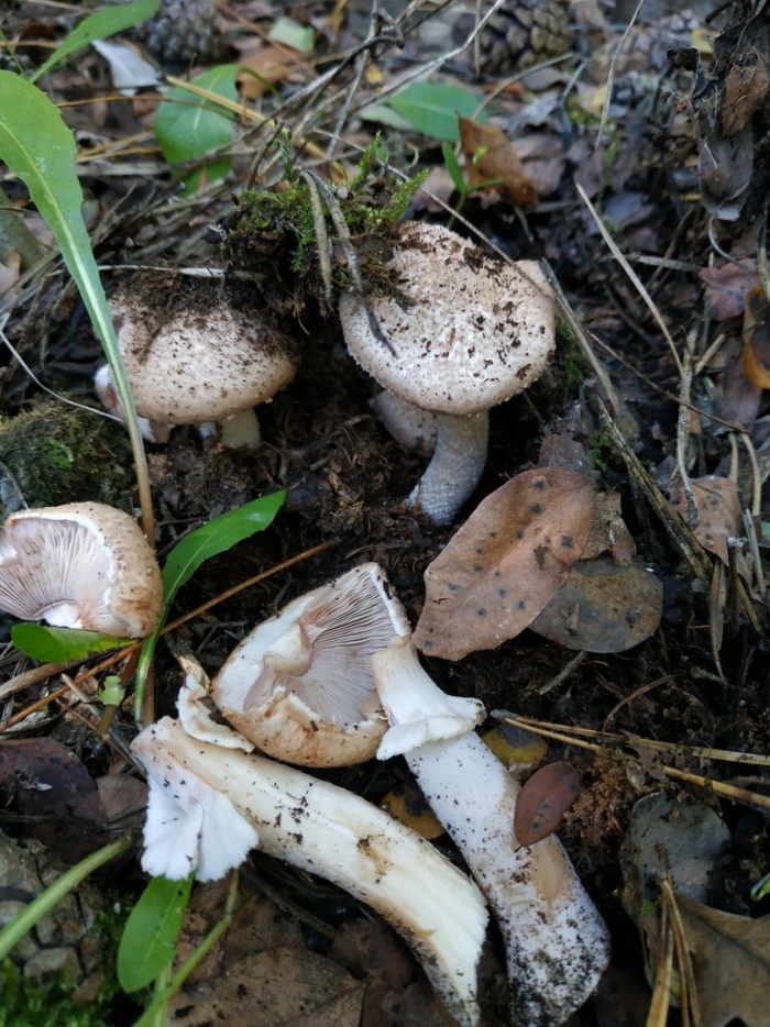 Гриб шампиньон лесной