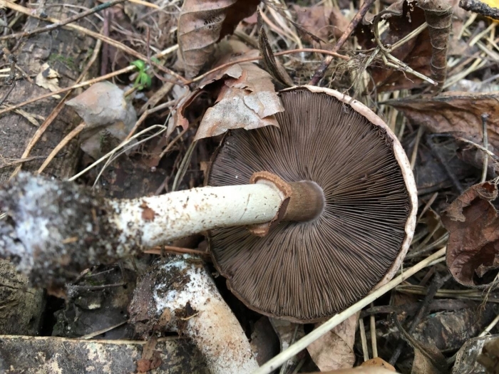Шампиньон лесной agaricus silvaticus