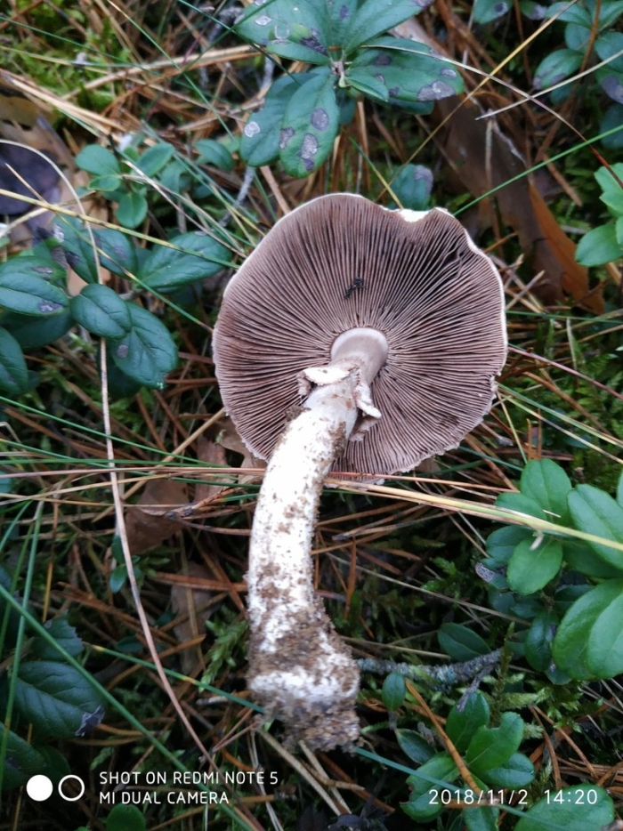 Шампиньон обыкновенный печерица