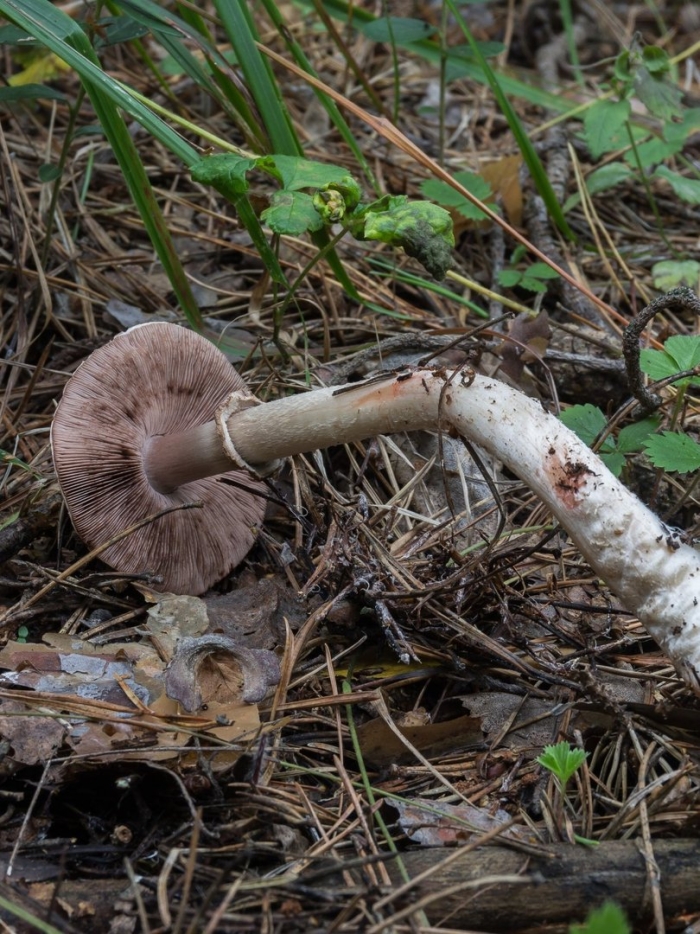 Шампиньон кривой (agaricus abruptibulbus)