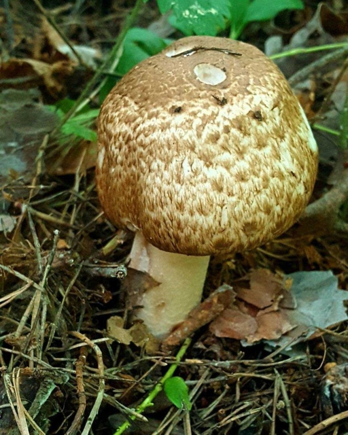 Шампиньон августовский agaricus augustus