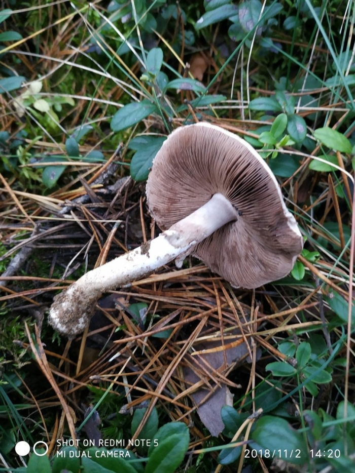 Шампиньон лесной благушка