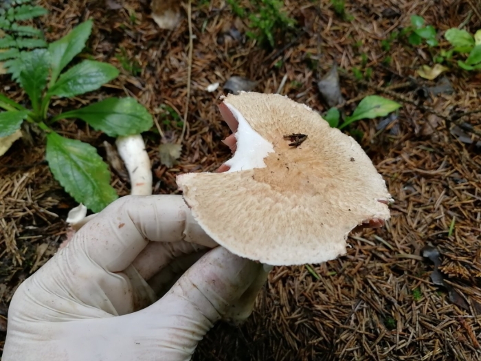 Шампиньон лесной