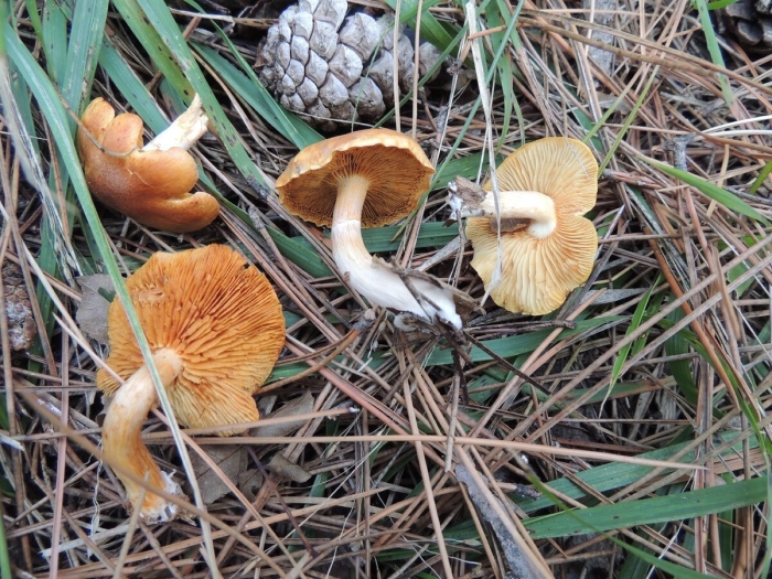 Gymnopilus sapineus