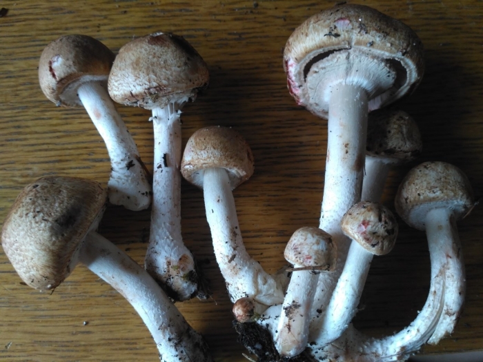 Шампиньон лесной agaricus silvaticus