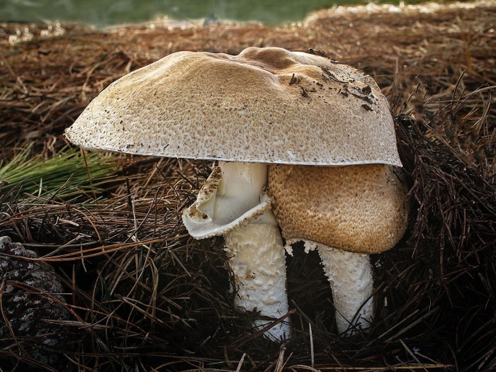 Шампиньон августовский