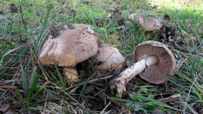 Шампиньон лесной (agaricus sylvaticus)