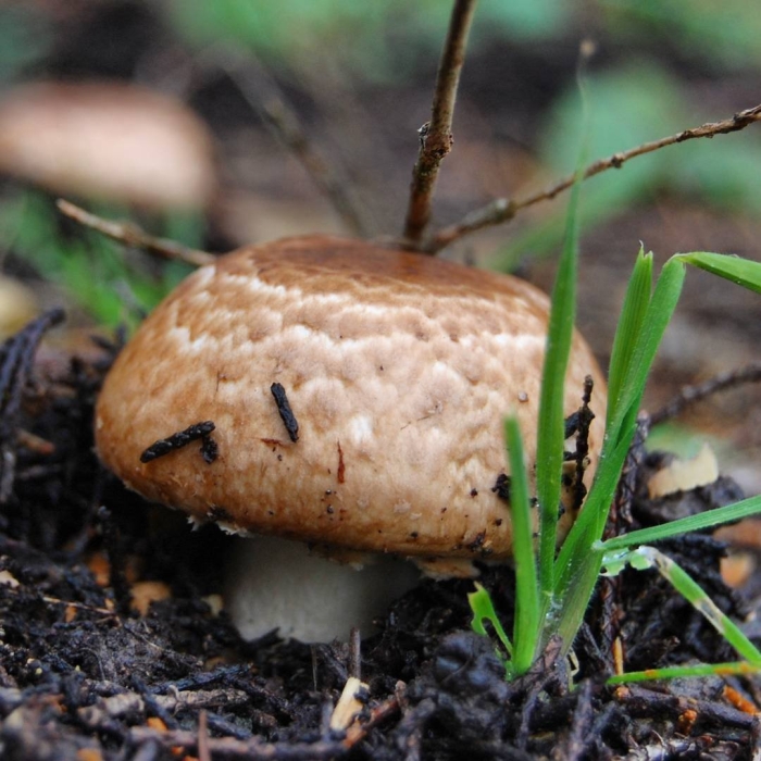 Шампиньон лесной гриб