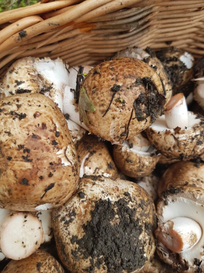 Шампиньон благушка