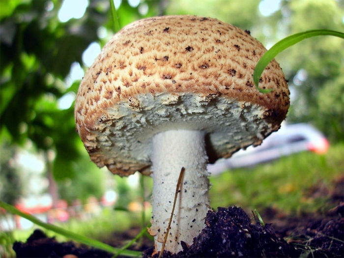 Гриб зонтик пёстрый macrolepiota procera