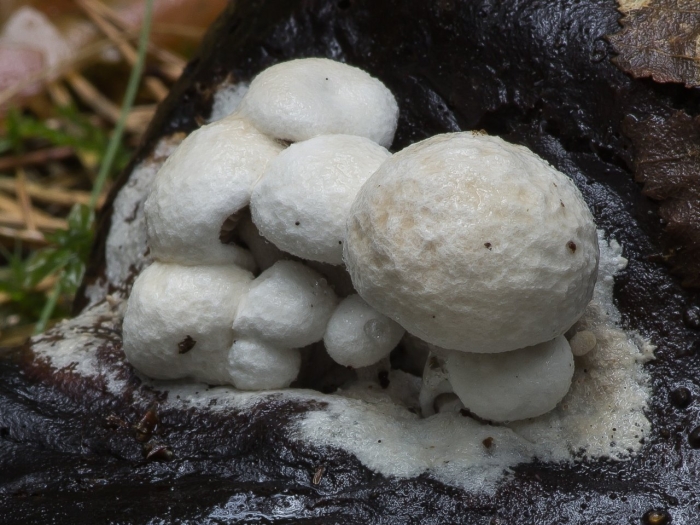 Астерофора дождевиковая