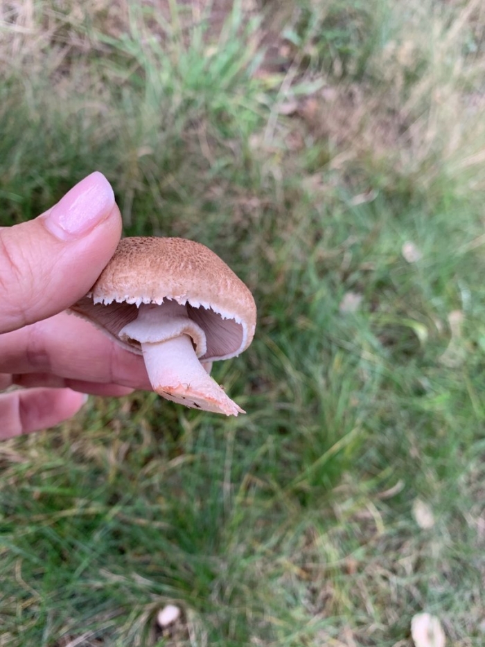 Шампиньон лесной благушка