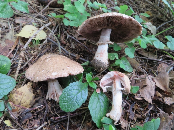 Шампиньон лесной съедобный