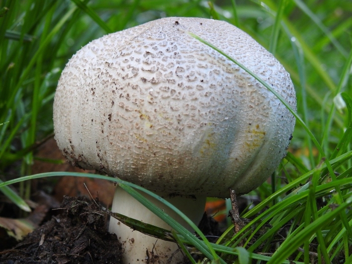 Шампиньон луговой agaricus campestris