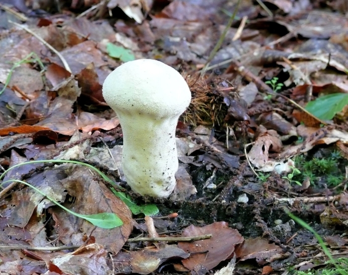 Головач продолговатый calvatia excipuliformis