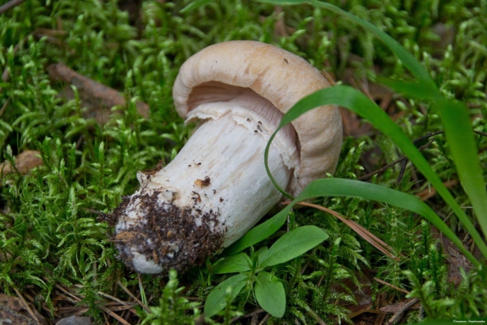Колпак кольчатый (rozites caperatus)