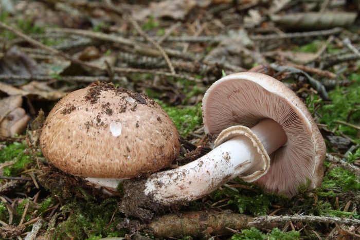 Agaricus sylvaticus