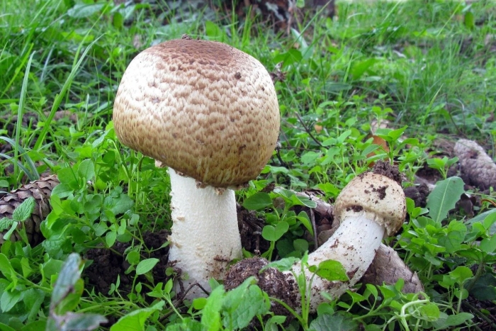 Шампиньон августовский agaricus augustus