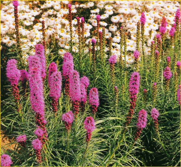 Лиатрис цветок