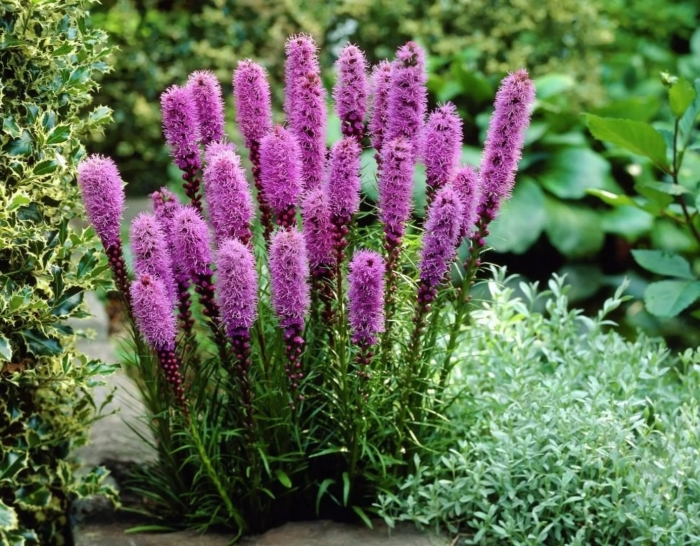 Лиатрис колосковый