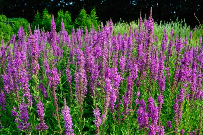 Lythrum salicaria