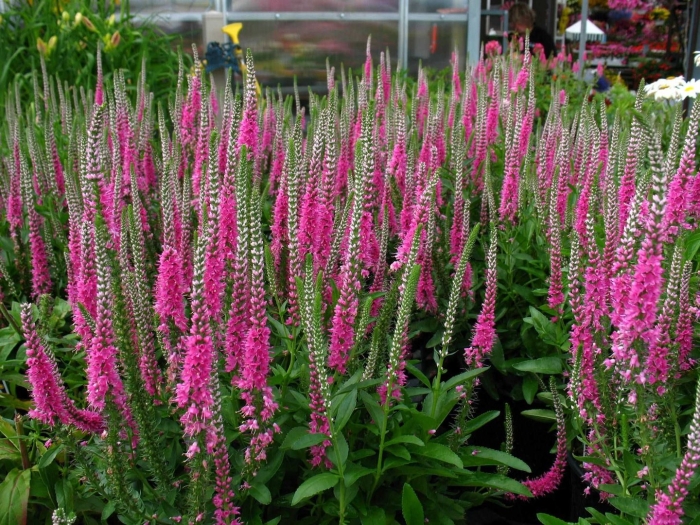 Многолетник вероника колосковая