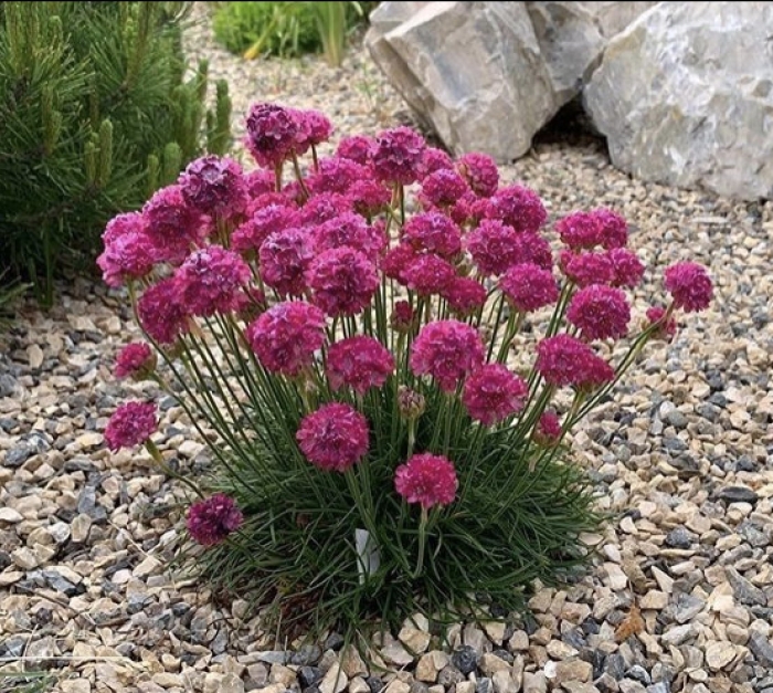 Армерия приморская