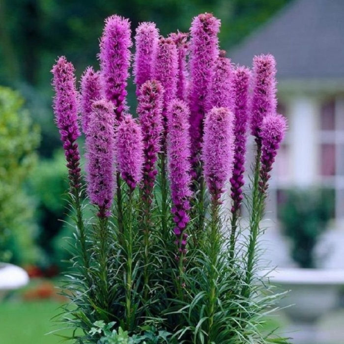 Лиатрис спиката