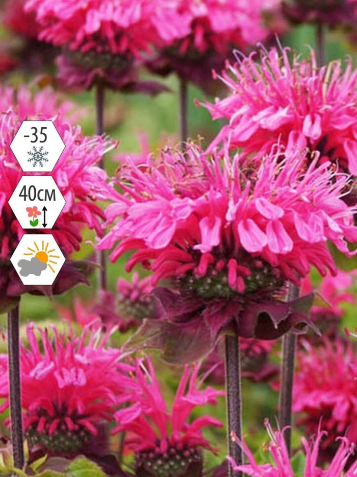 Монарда пинк лейс