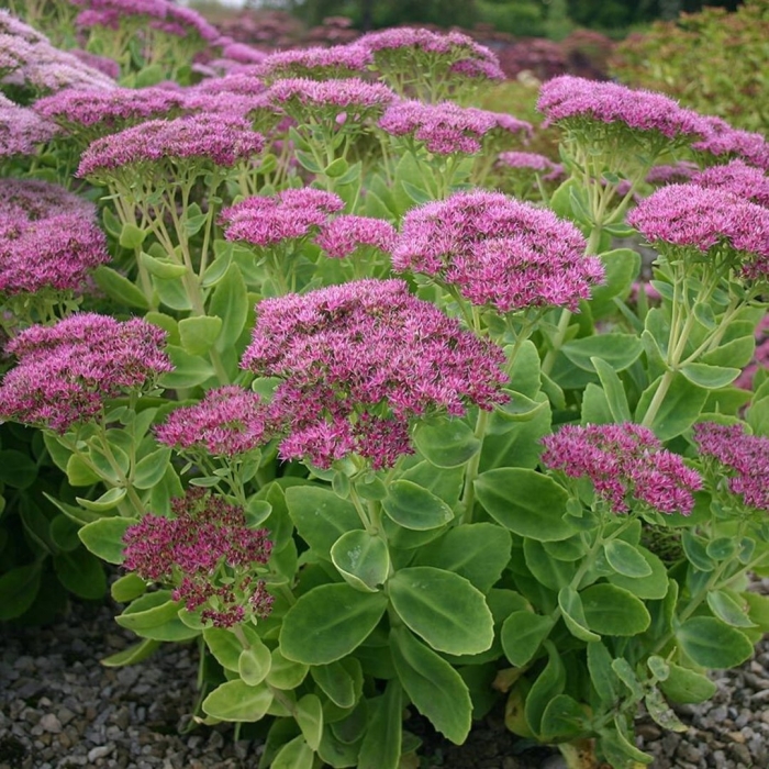Очиток видный sedum spectabile brilliant