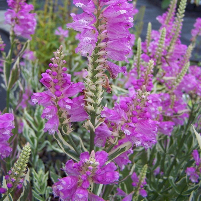 Физостегия виргинская вариегата